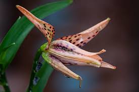 Attēlu rezultāti vaicājumam “Lilium lancifolium bud”