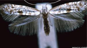 Attēlu rezultāti vaicājumam “Argyresthiidae”