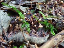 Attēlu rezultāti vaicājumam “Heyderia abietis”