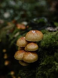 Attēlu rezultāti vaicājumam “Pholiota heteroclita”