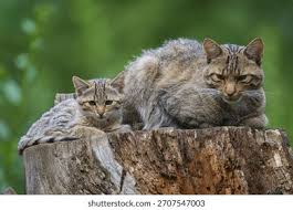 Attēlu rezultāti vaicājumam “Felis silvestris catus adult”