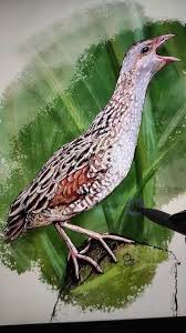 Attēlu rezultāti vaicājumam “Crex crex eggs”