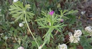 Attēlu rezultāti vaicājumam “Geranium dissectum flower”