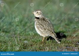 Image result for Melanocorypha calandra