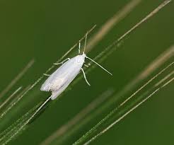 Attēlu rezultāti vaicājumam “Elachista argentella”