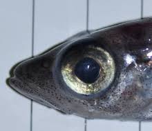 Image result for Arctogadus glacialis