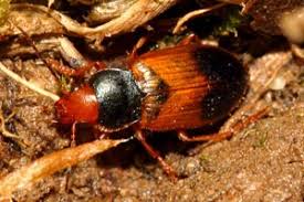 Attēlu rezultāti vaicājumam “Diachromus germanus”