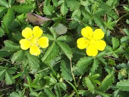 Attēlu rezultāti vaicājumam “Potentilla reptans flower”