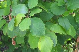 Attēlu rezultāti vaicājumam “Hamamelis vernalis leaf”