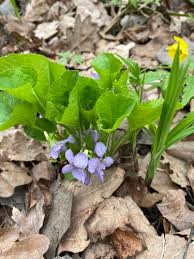 Attēlu rezultāti vaicājumam “Viola mirabilis”