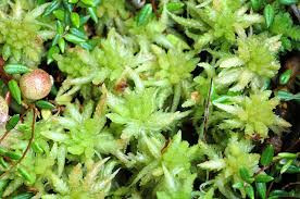 Attēlu rezultāti vaicājumam “Sphagnum palustre sporophyte”