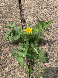Attēlu rezultāti vaicājumam “Sonchus”