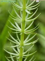 Attēlu rezultāti vaicājumam “Hippuridaceae”