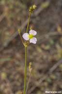 Attēlu rezultāti vaicājumam “Alisma lanceolatum leaf”