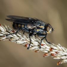 Attēlu rezultāti vaicājumam “Sarcophaga carnaria”