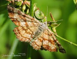 Attēlu rezultāti vaicājumam “Ematurga atomaria”