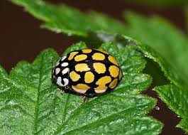 Attēlu rezultāti vaicājumam “Sospita vigintiguttata”