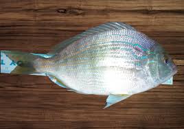 Image result for Eugerres plumieri