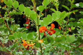 Image result for Colutea x media (arborescens x orientalis)