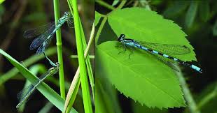 Attēlu rezultāti vaicājumam “Coenagrion hastulatum”