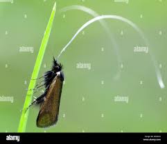 Attēlu rezultāti vaicājumam “Adelidae”