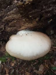 Attēlu rezultāti vaicājumam “Crepidotus applanatus”