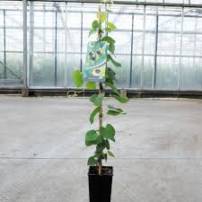 Attēlu rezultāti vaicājumam “Aristolochia durior”