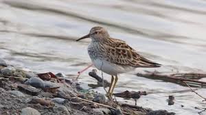 Image result for Calidris melanotos