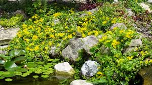 Attēlu rezultāti vaicājumam “Lysimachia nummularia flower”