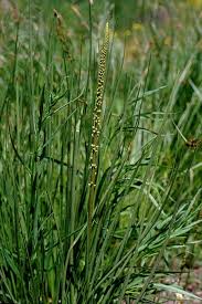 Attēlu rezultāti vaicājumam “Triglochin maritimum”
