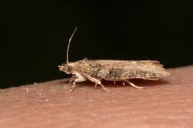 Attēlu rezultāti vaicājumam “Capua vulgana”