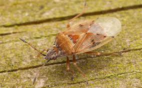 Attēlu rezultāti vaicājumam “Kleidocerys resedae”