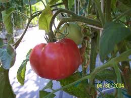 Afbeeldingsresultaat voor brandywine sudduth tomato