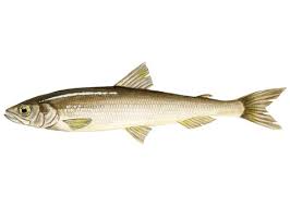 Image result for Osmerus eperlanus