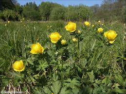 Attēlu rezultāti vaicājumam “Trollius europaeus fruit”