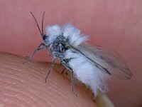 Attēlu rezultāti vaicājumam “Eremocoris plebejus”