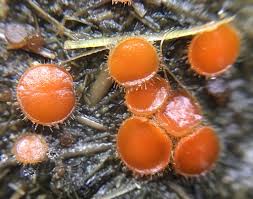 Attēlu rezultāti vaicājumam “Cheilymenia stercorea”