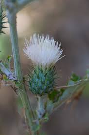 Attēlu rezultāti vaicājumam “Cirsium arvense flower”