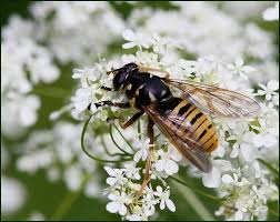 Attēlu rezultāti vaicājumam “Temnostoma vespiforme”