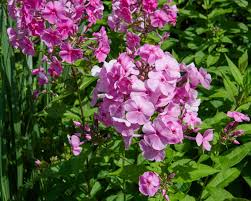 Image result for Phlox (großblumig)