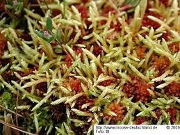 Attēlu rezultāti vaicājumam “Straminergon stramineum”