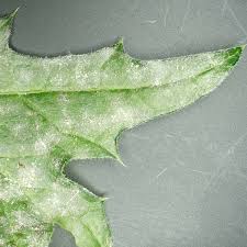 Attēlu rezultāti vaicājumam “Erysiphe galeopsidis”