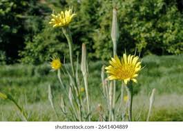 Attēlu rezultāti vaicājumam “Tragopogon heterospermus”