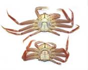 Image result for Chionoecetes opilio