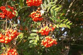 Attēlu rezultāti vaicājumam “Sorbus aucuparia fruit”