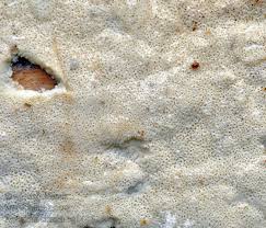 Attēlu rezultāti vaicājumam “Antrodia crassa”