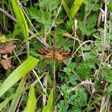 Attēlu rezultāti vaicājumam “Ematurga atomaria”