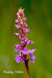 Attēlu rezultāti vaicājumam “Gymnadenia conopsea bud”