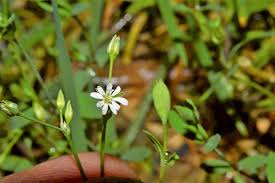 Attēlu rezultāti vaicājumam “Stellaria alsine”