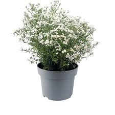 Image result for Achillea Ptarmica